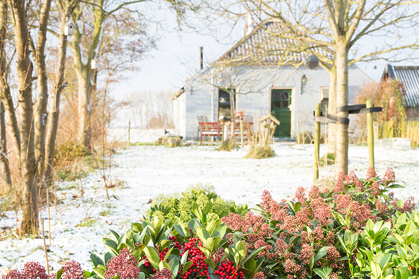 Skimmia in de zon met mooi blad